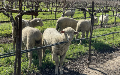 Seasons in the Vineyards: Natures Lawn Mowers
