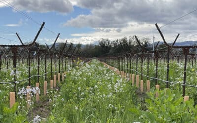Season in the Vineyards: Cover Crop