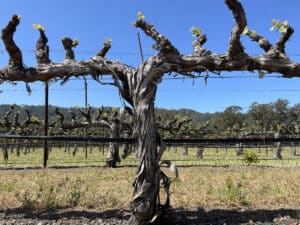 grape vines bare after suckering happened