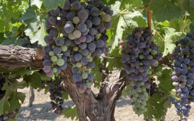 Veraison