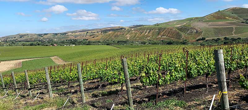 Sta-Rita-Hills vineyards